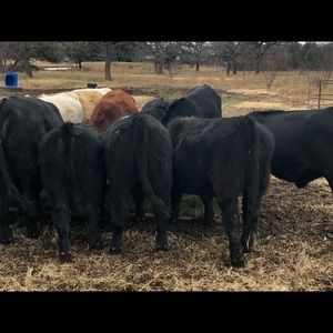 Meet your Posher, Billy bob